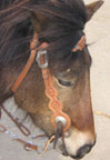 Custom Made Horse Tack