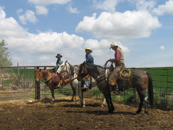 Calf Brading 2006