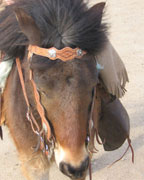 Custom Leather Horse Bridles
