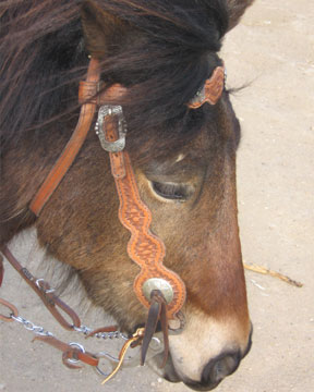 Custom Leather Horse Bridles
